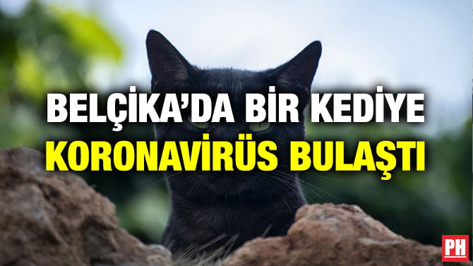 BELÇİKA’DA BİR KEDİYE KORONAVİRÜS BULAŞTI