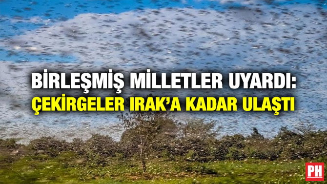 BİRLEŞMİŞ MİLLETLER UYARDI: ÇEKİRGELER IRAK’A KADAR ULAŞTI