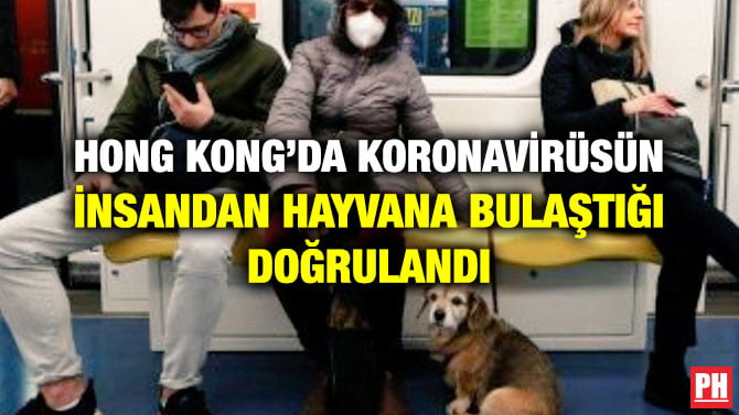 HONG KONG’DA KORONAVİRÜSÜN İNSANDAN HAYVANA BULAŞTIĞI DOĞRULANDI