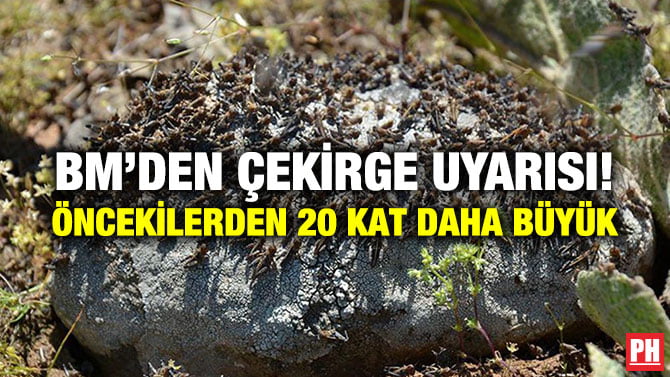 BM’DEN ÇEKİRGE UYARISI! ÖNCEKİLERDEN 20 KAT DAHA BÜYÜK