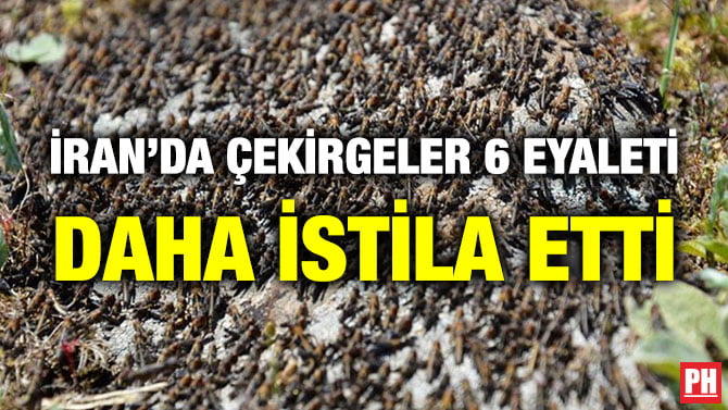 İRAN’DA ÇEKİRGELER 6 EYALETİ DAHA İSTİLA ETTİ