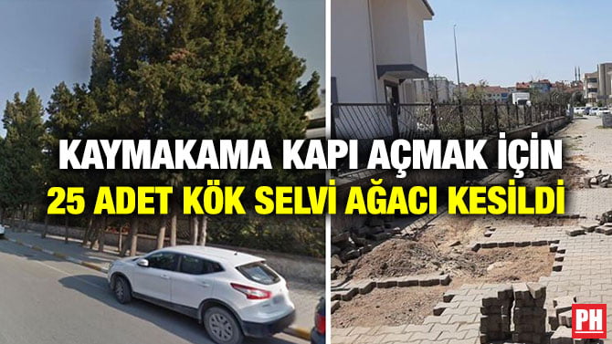 KAYMAKAMA KAPI AÇMAK İÇİN 25 ADET KÖK SELVİ AĞACI KESİLDİ
