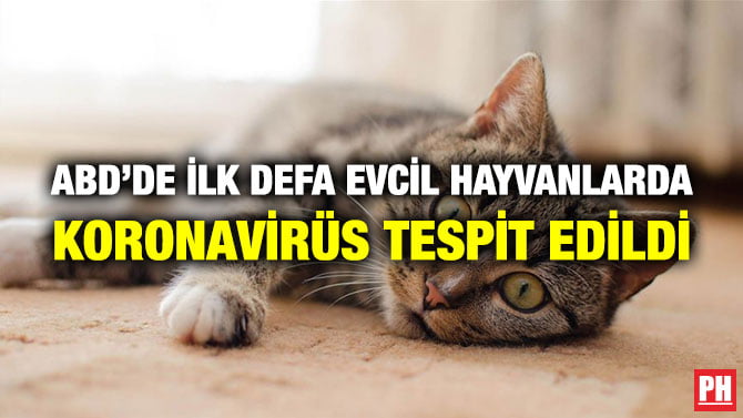 ABD’DE İLK DEFA EVCİL HAYVANLARDA KORONAVİRÜS TESPİT EDİLDİ