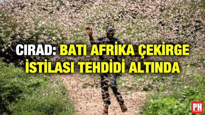 CIRAD: BATI AFRİKA ÇEKİRGE İSTİLASI TEHDİDİ ALTINDA