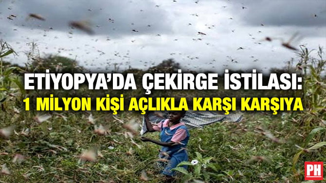 ETİYOPYA’DA ÇEKİRGE İSTİLASI: 1 MİLYON KİŞİ AÇLIKLA KARŞI KARŞIYA