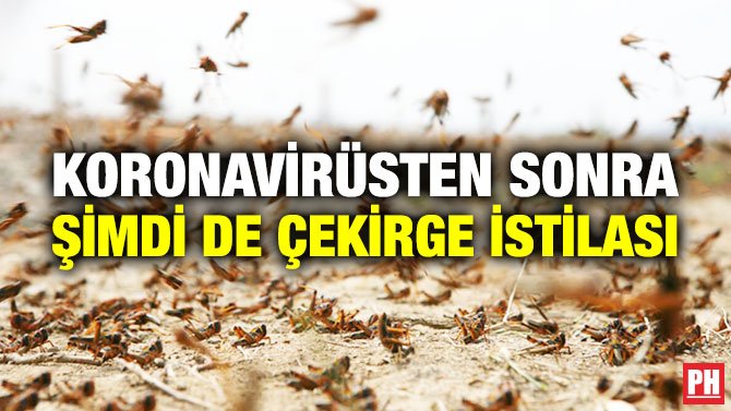 KORONAVİRÜSTEN SONRA ŞİMDİ DE ÇEKİRGE İSTİLASI