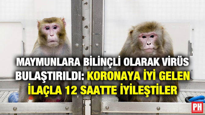MAYMUNLARA BİLİNÇLİ OLARAK VİRÜS BULAŞTIRILDI: KORONAYA İYİ GELEN İLAÇLA 12 SAATTE İYİLEŞTİLER