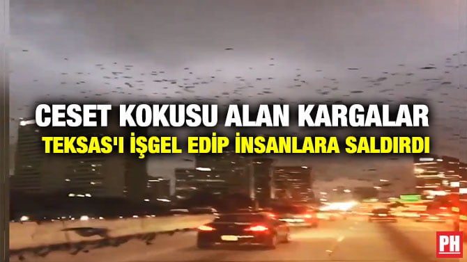 CESET KOKUSU ALAN KARGALAR TEKSAS’I İŞGEL EDİP İNSANLARA SALDIRDI