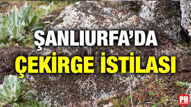 ŞANLIURFA’DA ÇEKİRGE İSTİLASI