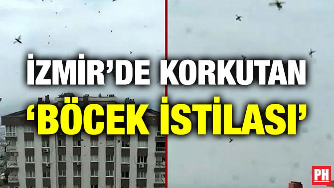 İZMİR’DE KORKUTAN ‘BÖCEK İSTİLASI’