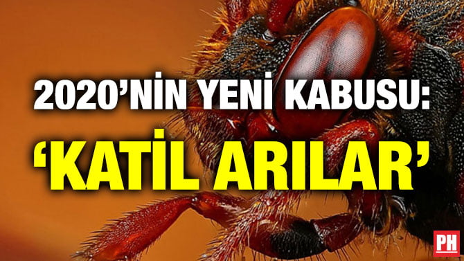 2020’NİN YENİ KABUSU: ‘KATİL ARILAR’