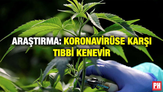 ARAŞTIRMA: KORONAVİRÜSE KARŞI TIBBİ KENEVİR