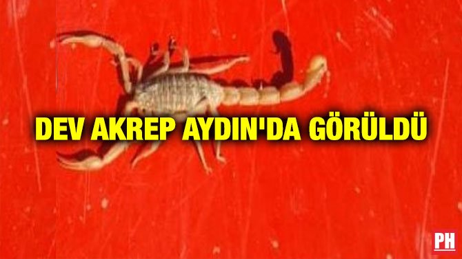 DEV AKREP AYDIN’DA GÖRÜLDÜ
