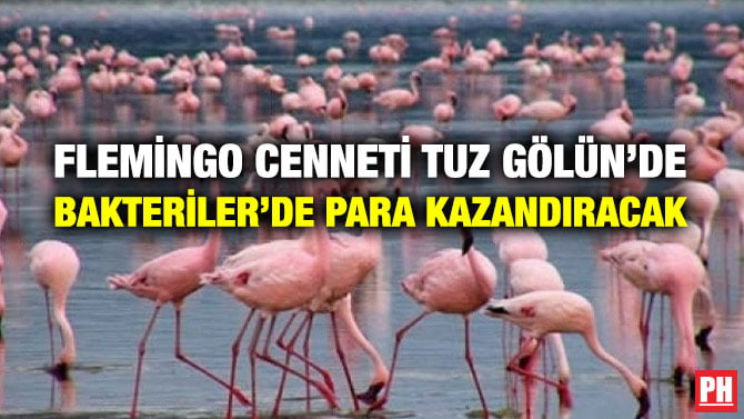 FLEMİNGO CENNETİ TUZ GÖLÜN’DE BAKTERİLER’DE PARA KAZANDIRACAK