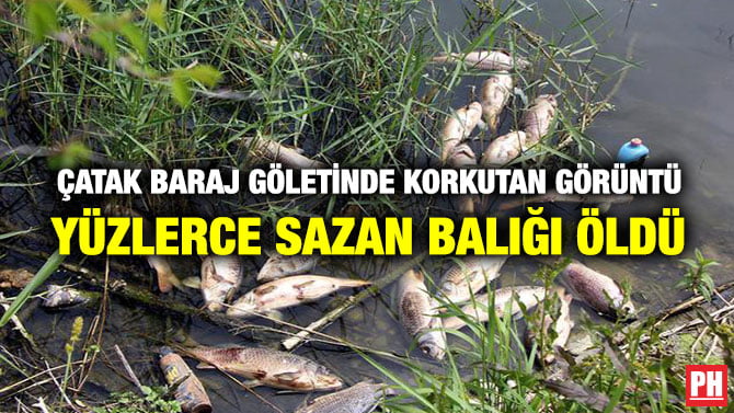 ÇATAK BARAJ GÖLETİNDE KORKUTAN GÖRÜNTÜ! YÜZLERCE SAZAN BALIĞI ÖLDÜ