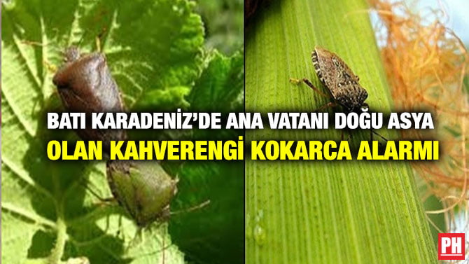 BATI KARADENİZ’DE ANA VATANI DOĞU ASYA OLAN KAHVERENGİ KOKARCA ALARMI