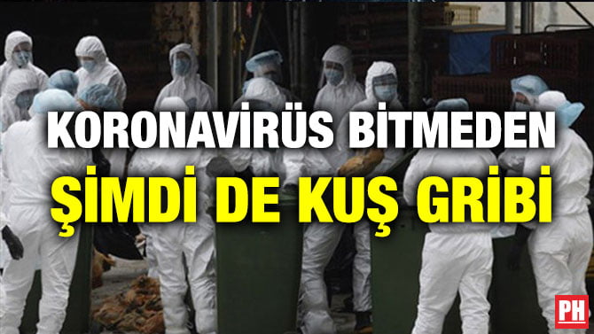 KORONAVİRÜS BİTMEDEN ŞİMDİ DE KUŞ GRİBİ