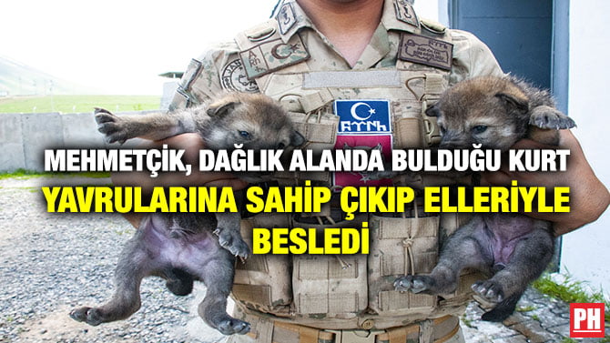 MEHMETÇİK, DAĞLIK ALANDA BULDUĞU KURT YAVRULARINA SAHİP ÇIKIP ELLERİYLE BESLEDİ