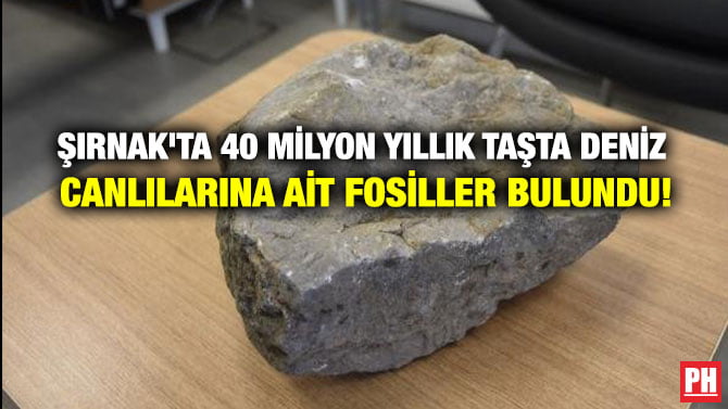 ŞIRNAK’TA 40 MİLYON YILLIK TAŞTA DENİZ  CANLILARINA AİT FOSİLLER BULUNDU!