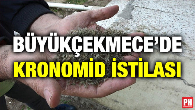 BÜYÜKÇEKMECE’DE KRONOMİD İSTİLASI