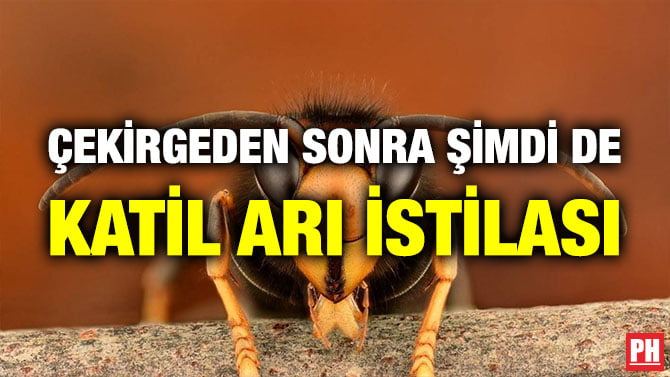 ÇEKİRGEDEN SONRA ŞİMDİ DE KATİL ARI İSTİLASI