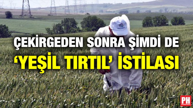ÇEKİRGEDEN SONRA ŞİMDİ DE ‘YEŞİL TIRTIL’ İSTİLASI