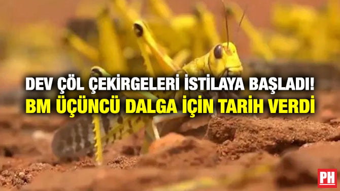 DEV ÇÖL ÇEKİRGELERİ İSTİLAYA BAŞLADI! BM ÜÇÜNCÜ DALGA İÇİN TARİH VERDİ