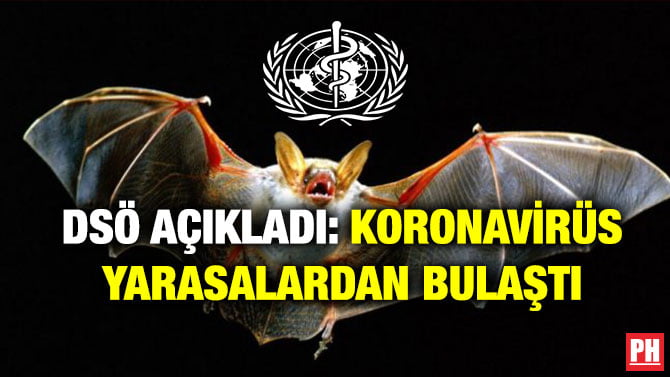 DSÖ AÇIKLADI: KORONAVİRÜS YARASALARDAN BULAŞTI