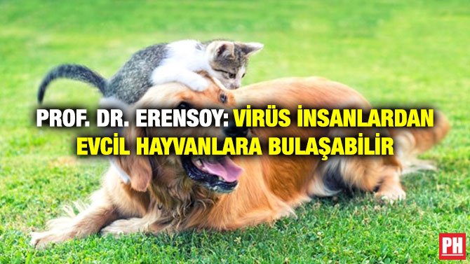 PROF. DR. ERENSOY: VİRÜS İNSANLARDAN EVCİL HAYVANLARA BULAŞABİLİR