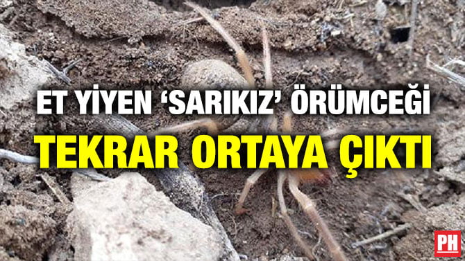 ET YİYEN ‘SARIKIZ’ ÖRÜMCEĞİ TEKRAR ORTAYA ÇIKTI