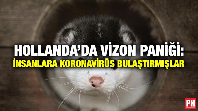 HOLLANDA’DA VİZON PANİĞİ: İNSANLARA KORONAVİRÜS BULAŞTIRMIŞLAR