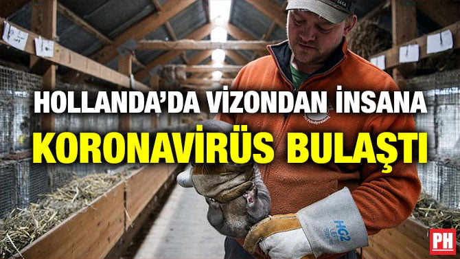 HOLLANDA’DA VİZONDAN İNSANA KORONAVİRÜS BULAŞTI