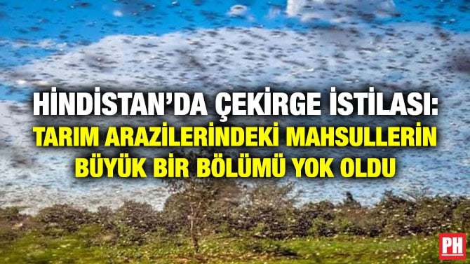HİNDİSTAN’DA ÇEKİRGE İSTİLASI: TARIM ARAZİLERİNDEKİ MAHSULLERİN BÜYÜK BİR BÖLÜMÜ YOK OLDU