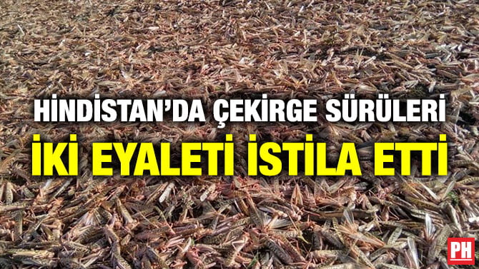 HİNDİSTAN’DA ÇEKİRGE SÜRÜLERİ İKİ EYALETİ İSTİLA ETTİ