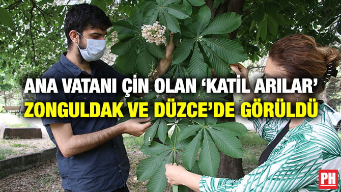 ANA VATANI ÇİN OLAN ‘KATİL ARILAR’ ZONGULDAK VE DÜZCE’DE GÖRÜLDÜ