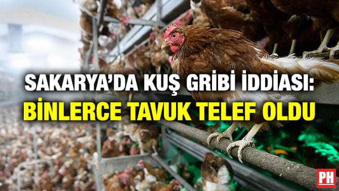 SAKARYA’DA KUŞ GRİBİ İDDİASI: BİNLERCE TAVUK TELEF OLDU