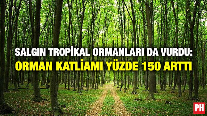 SALGIN TROPİKAL ORMANLARI DA VURDU: ORMAN KATLİAMI YÜZDE 150 ARTTI