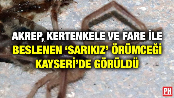 AKREP, KERTENKELE VE FARE İLE BESLENEN ‘SARIKIZ’ ÖRÜMCEĞİ KAYSERİ’DE GÖRÜLDÜ