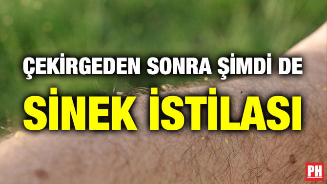 ÇEKİRGEDEN SONRA ŞİMDİ DE SİNEK İSTİLASI