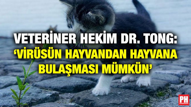 VETERİNER HEKİM DR. TONG: ‘VİRÜSÜN HAYVANDAN HAYVANA BULAŞMASI MÜMKÜN’