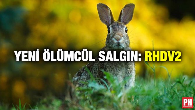 YENİ ÖLÜMCÜL SALGIN: RHDV2