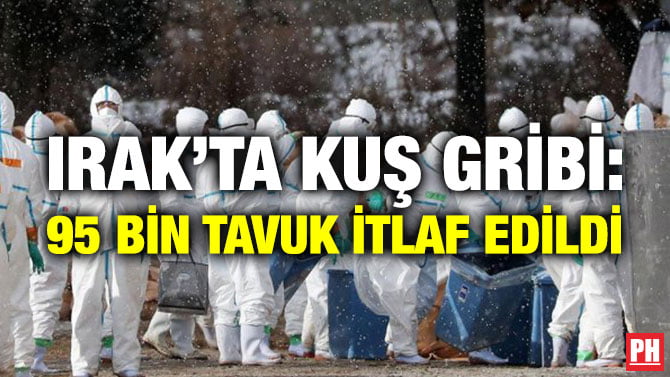 IRAK’TA KUŞ GRİBİ: 95 BİN TAVUK İTLAF EDİLDİ