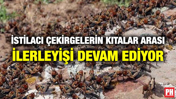 İSTİLACI ÇEKİRGELERİN KITALAR ARASI İLERLEYİŞİ DEVAM EDİYOR