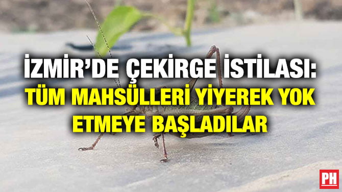 İZMİR’DE ÇEKİRGE İSTİLASI: TÜM MAHSÜLLERİ YİYEREK YOK ETMEYE BAŞLADILAR