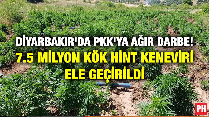 DİYARBAKIR’DA PKK’YA AĞIR DARBE! 7.5 MİLYON KÖK HİNT KENEVİRİ ELE GEÇİRİLDİ