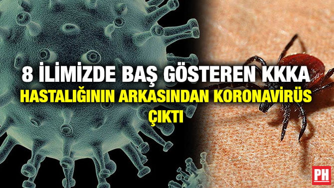 8 İLİMİZDE BAŞ GÖSTEREN KKKA HASTALIĞININ ARKASINDAN KORONAVİRÜS ÇIKTI