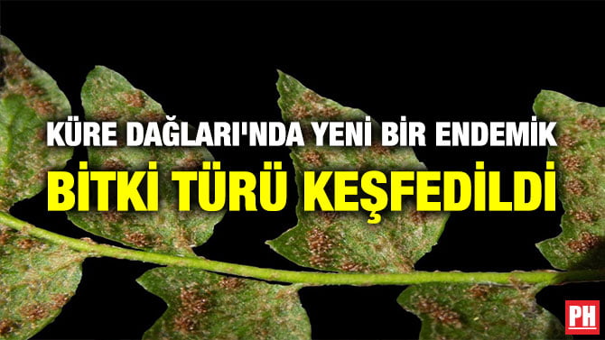 KÜRE DAĞLARI’NDA YENİ BİR ENDEMİK BİTKİ TÜRÜ KEŞFEDİLDİ