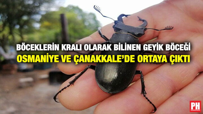 BÖCEKLERİN KRALI OLARAK BİLİNEN GEYİK BÖCEĞİ OSMANİYE VE ÇANAKKALE’DE ORTAYA ÇIKTI