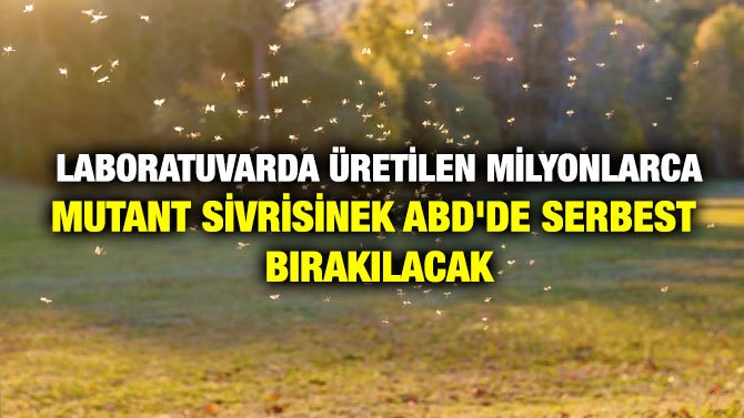 LABORATUVARDA ÜRETİLEN MİLYONLARCA MUTANT SİVRİSİNEK ABD’DE SERBEST BIRAKILACAK