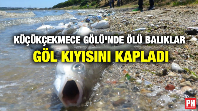 KÜÇÜKÇEKMECE GÖLÜ’NDE ÖLÜ BALIKLAR GÖL KIYISINI KAPLADI